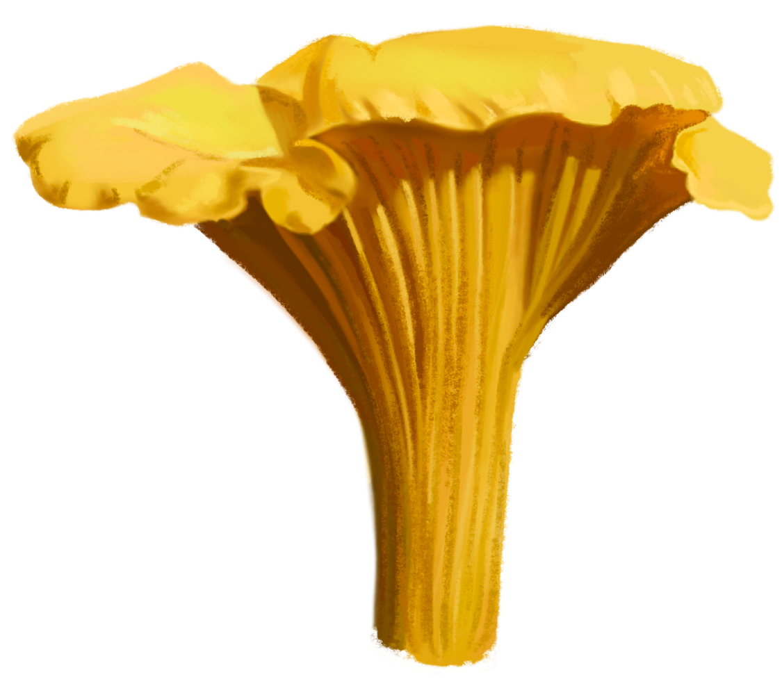 Chanterelle Mushroom Sticker