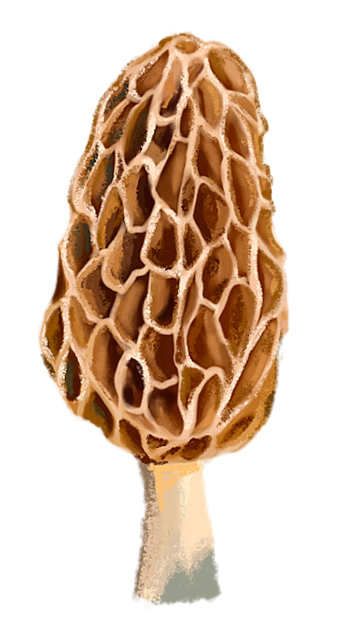 Morel Mushroom Sticker