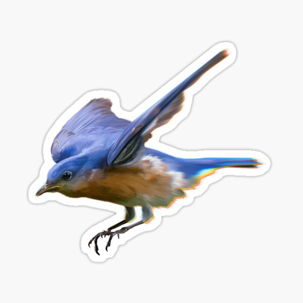 Eastern Bluebird Sticker