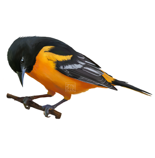 Baltimore Oriole Sticker