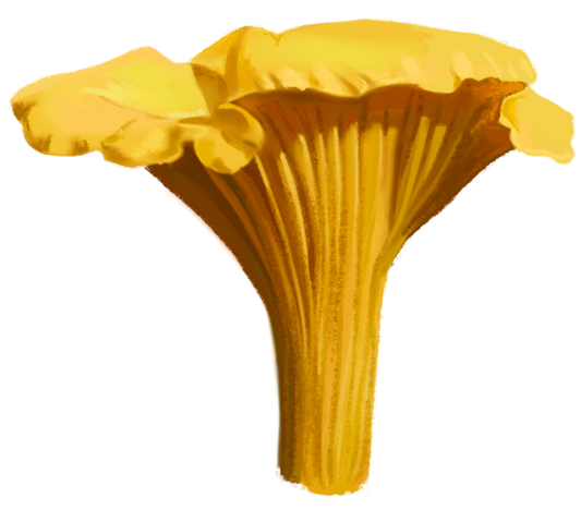 Chanterelle Mushroom Sticker