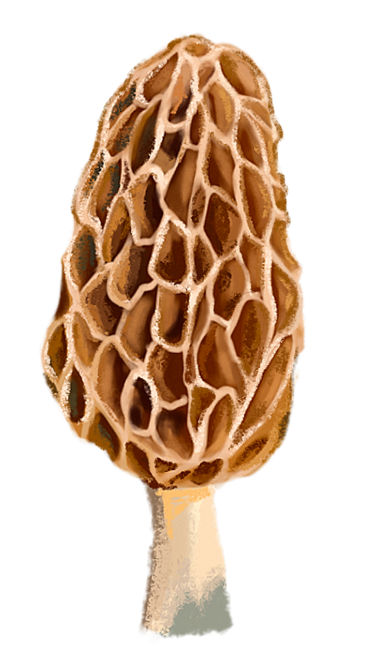 Morel Mushroom Sticker