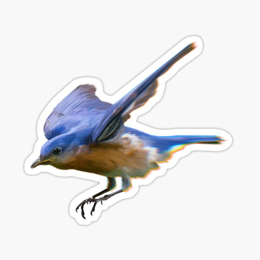 Eastern Bluebird Sticker