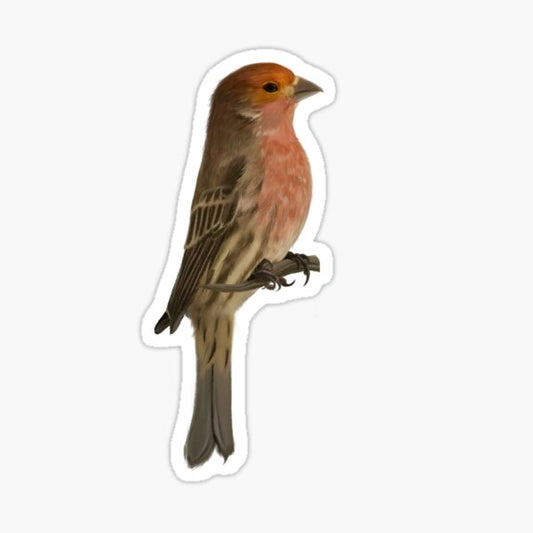 Housefinch Sticker
